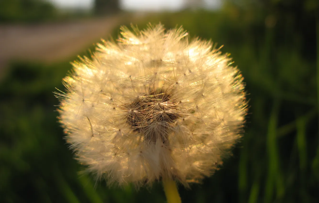 Photo wallpaper greens, field, grass, flowers, nature, glade, petals