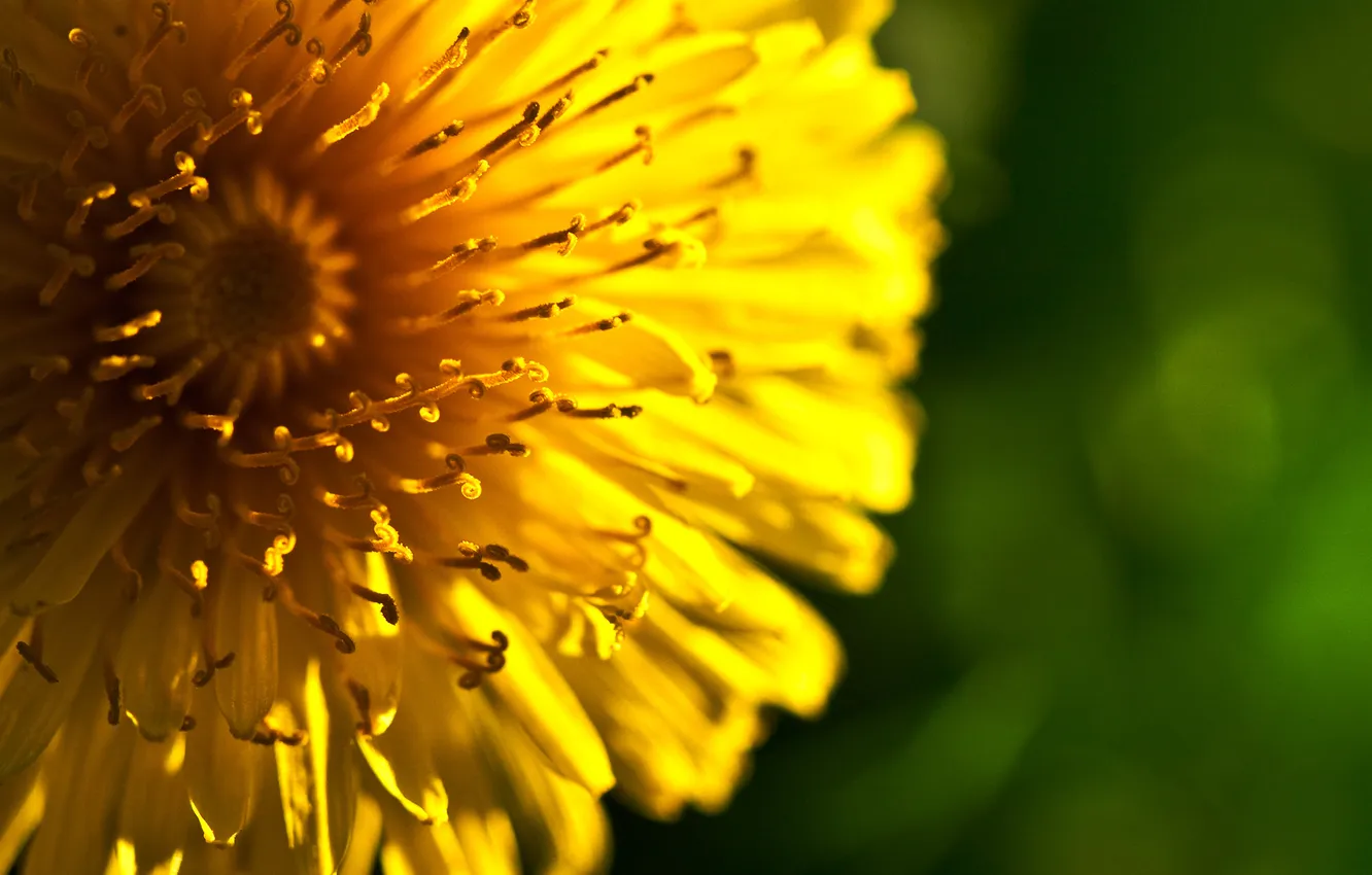Photo wallpaper macro, flowers, yellow, green, background, middle