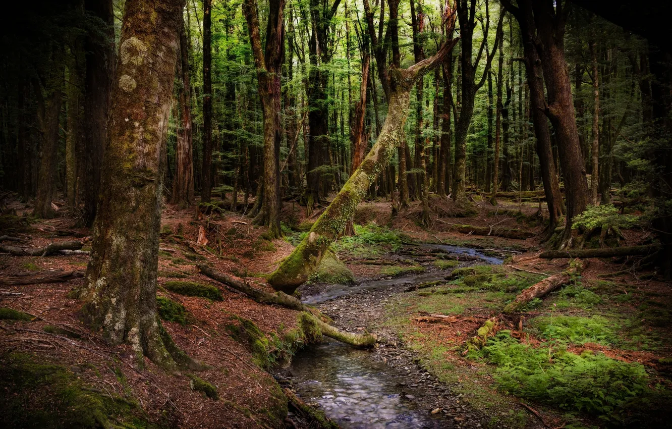 Photo wallpaper forest, trees, stream, New Zealand, New Zealand