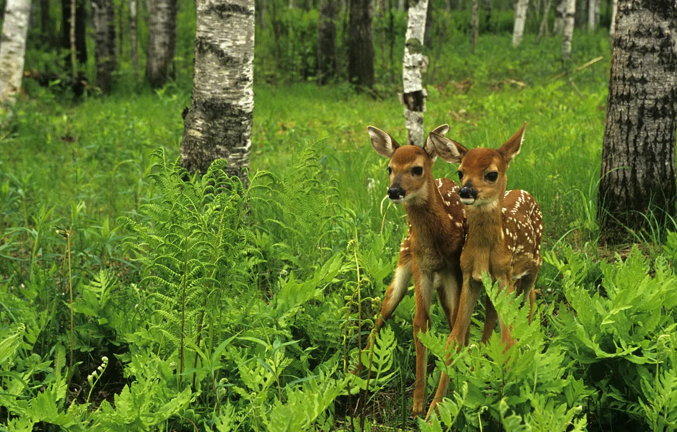 Photo wallpaper forest, trees, birch, grove, fawn