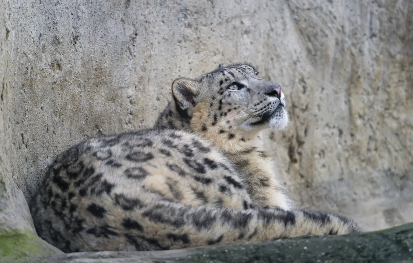 Photo wallpaper cat, IRBIS, snow leopard, ©Tambako The Jaguar