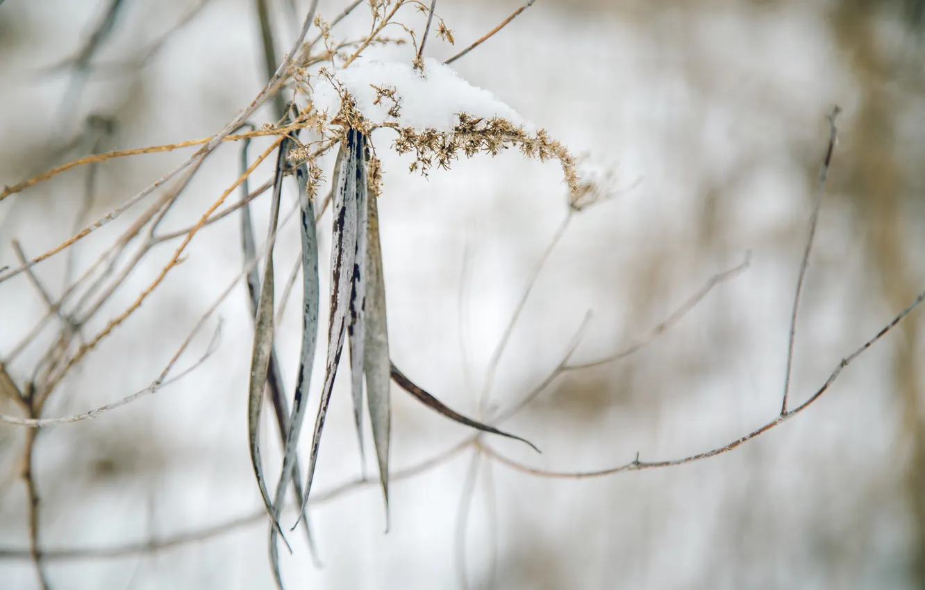 Photo wallpaper autumn, grass, snow