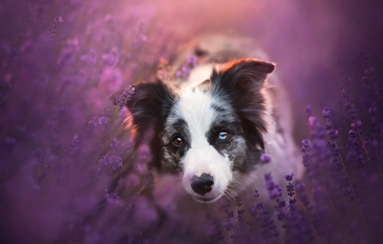 Photo wallpaper look, face, flowers, dog, lavender, The border collie