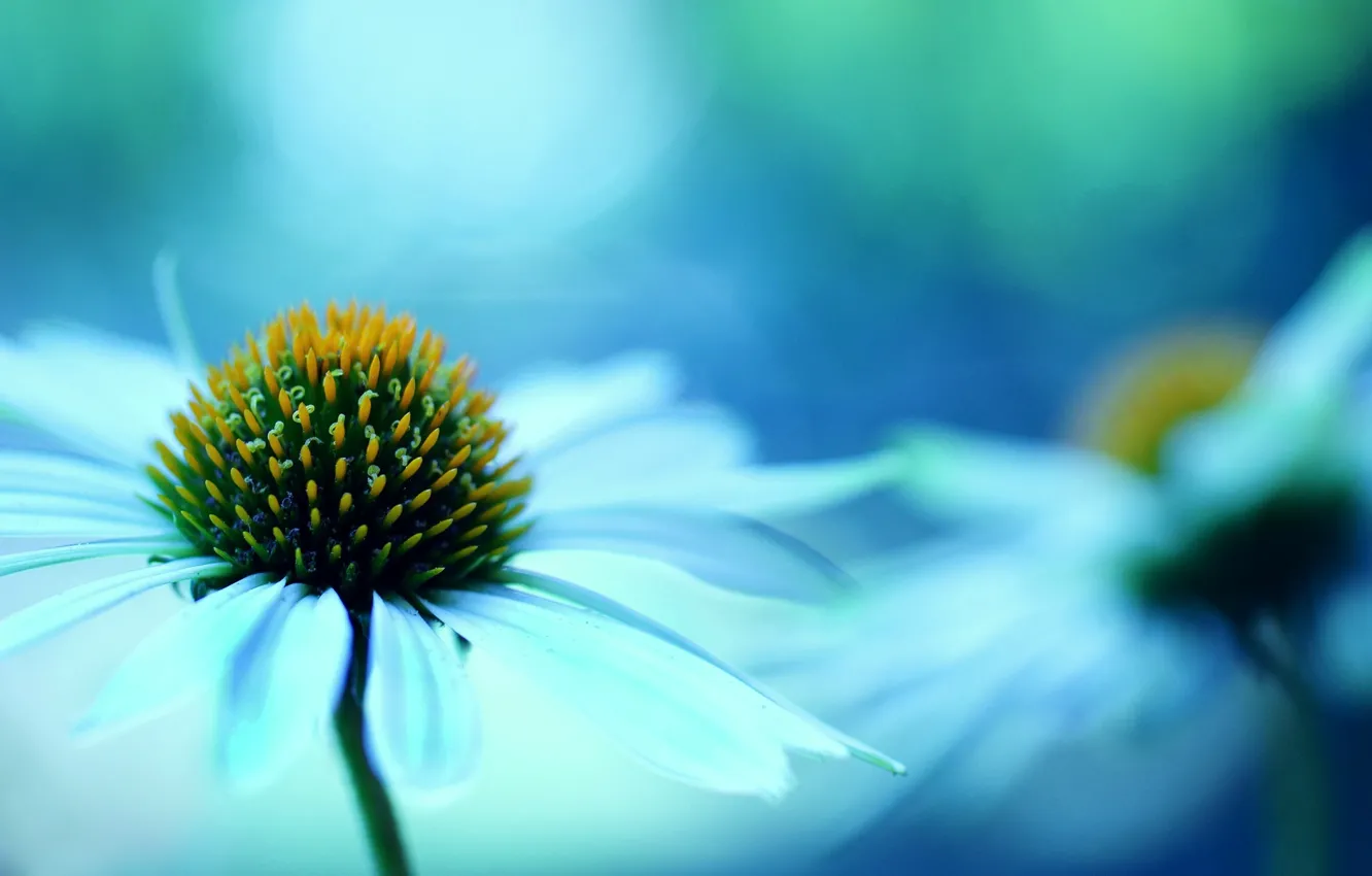 Photo wallpaper flower, macro, flowers, background, blue, widescreen, Wallpaper, blur