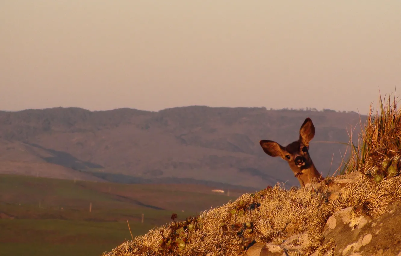 Photo wallpaper nature, deer, Doe