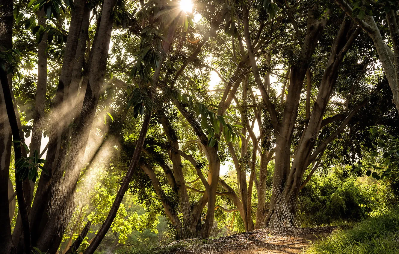 Photo wallpaper light, trees, nature, rain