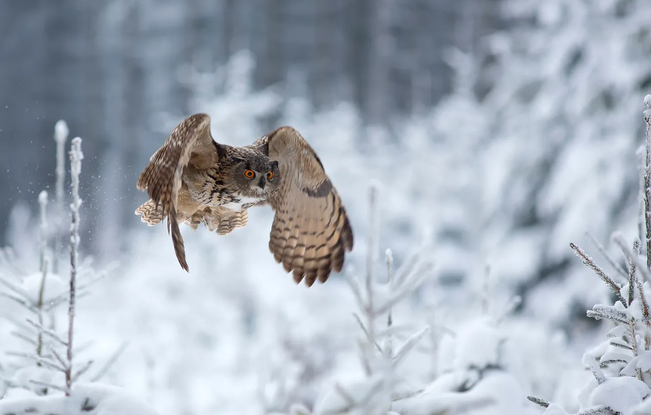 Photo wallpaper winter, owl, flight, Eagle Owl