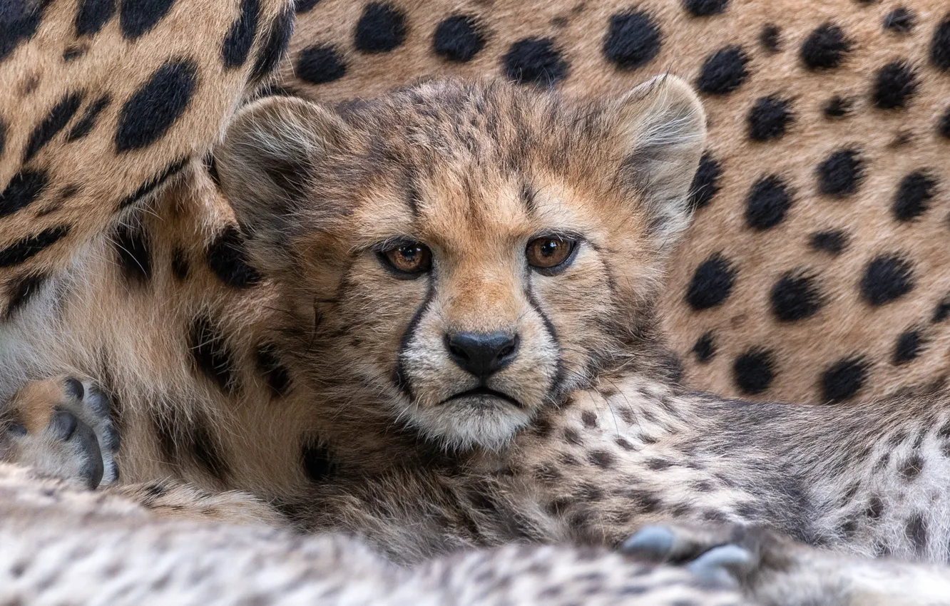 Photo wallpaper Cheetah, cub, kitty, face, mother