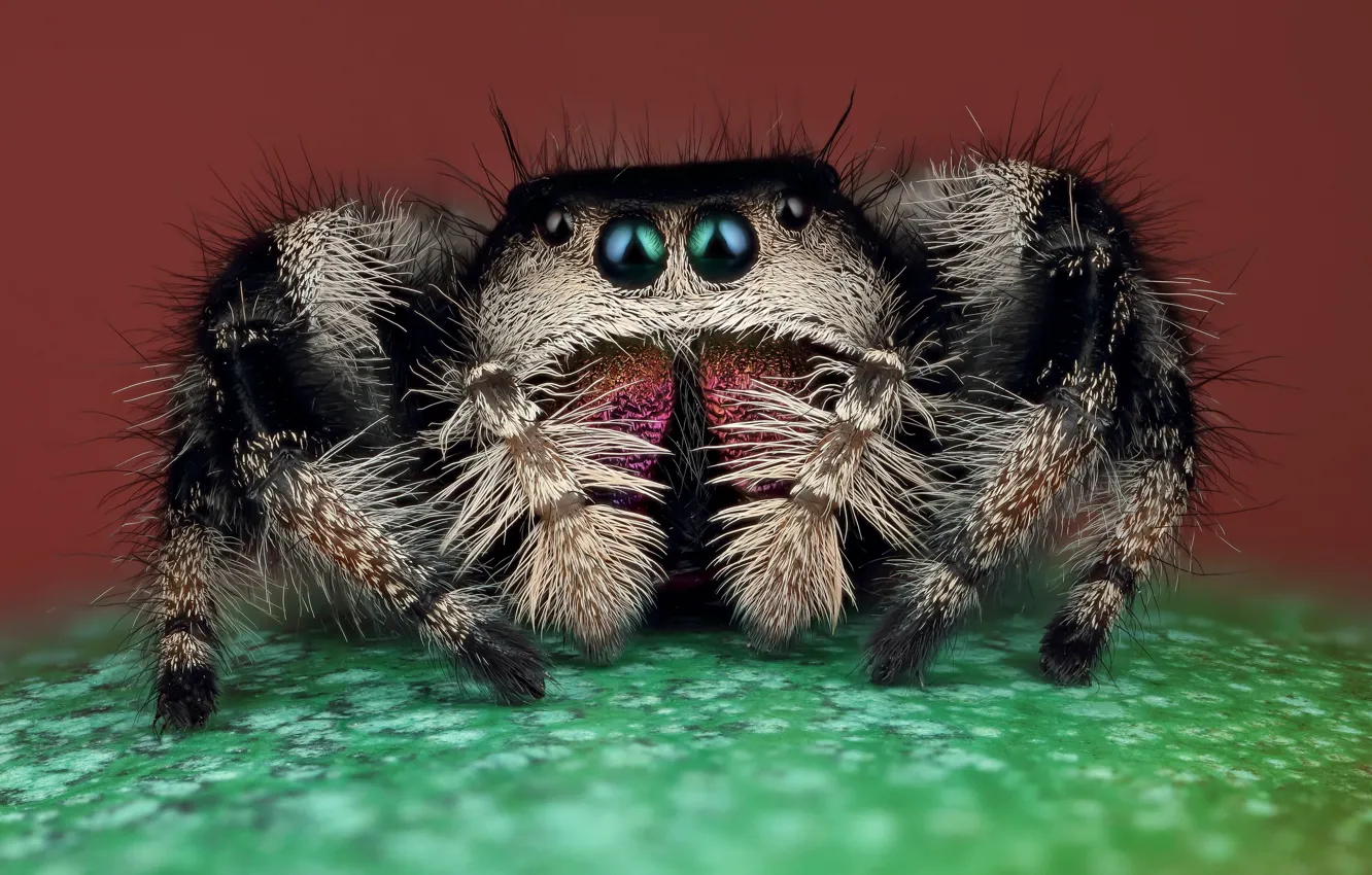 Photo wallpaper eyes, macro, pose, green, background, black, legs, spider