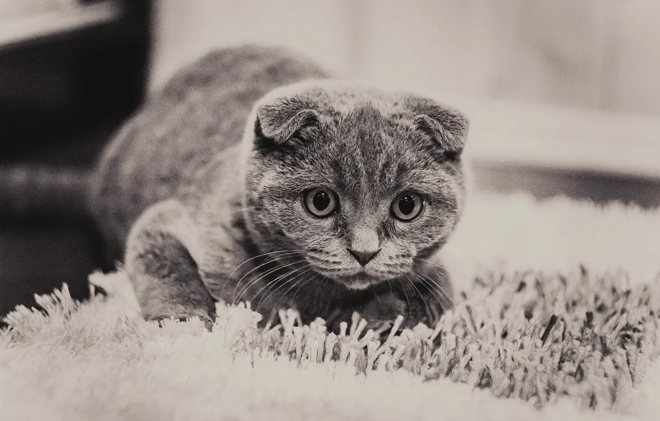 Photo wallpaper cat, grey, pussy, looks, eyes.look, British