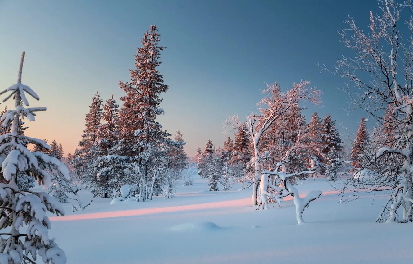 Photo wallpaper winter, snow, trees, the snow, Finland, Finland, Lapland, Lapland