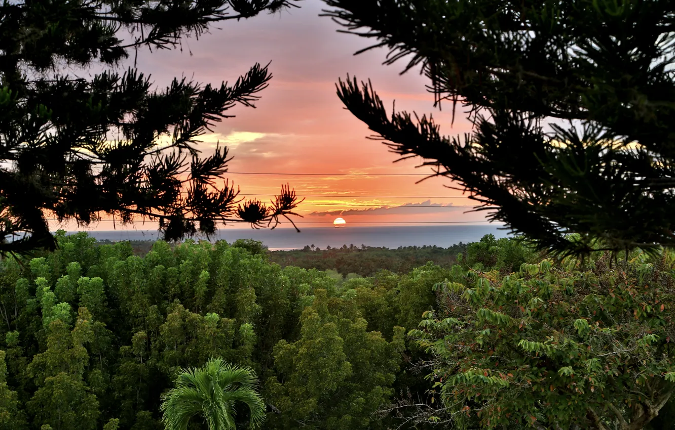 Photo wallpaper forest, the sun, trees, sunset, horizon, Cabo Rojo, Puerto Rico
