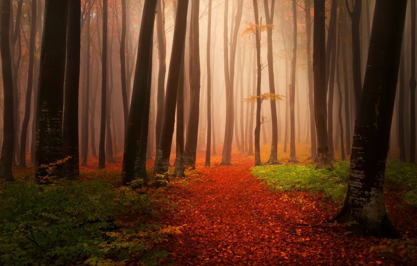 Photo wallpaper autumn, forest, leaves, trees, nature, fog, path, Landscapes
