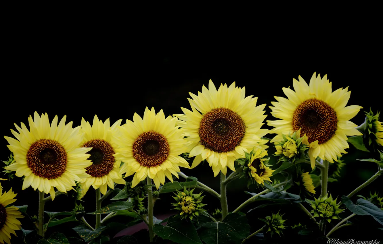Photo wallpaper summer, sunflowers, flowers