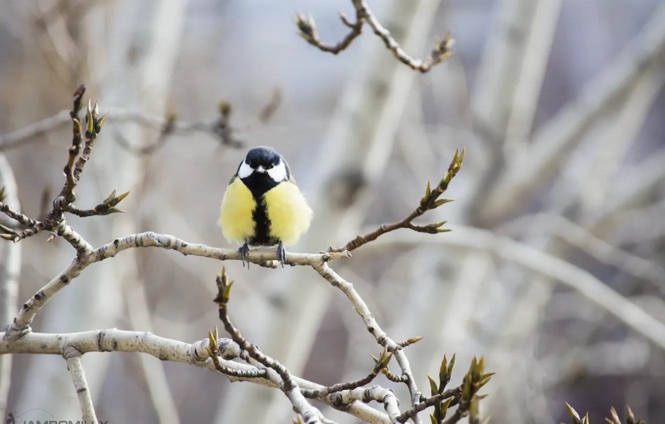 Photo wallpaper autumn, trees, branches, bird, tit