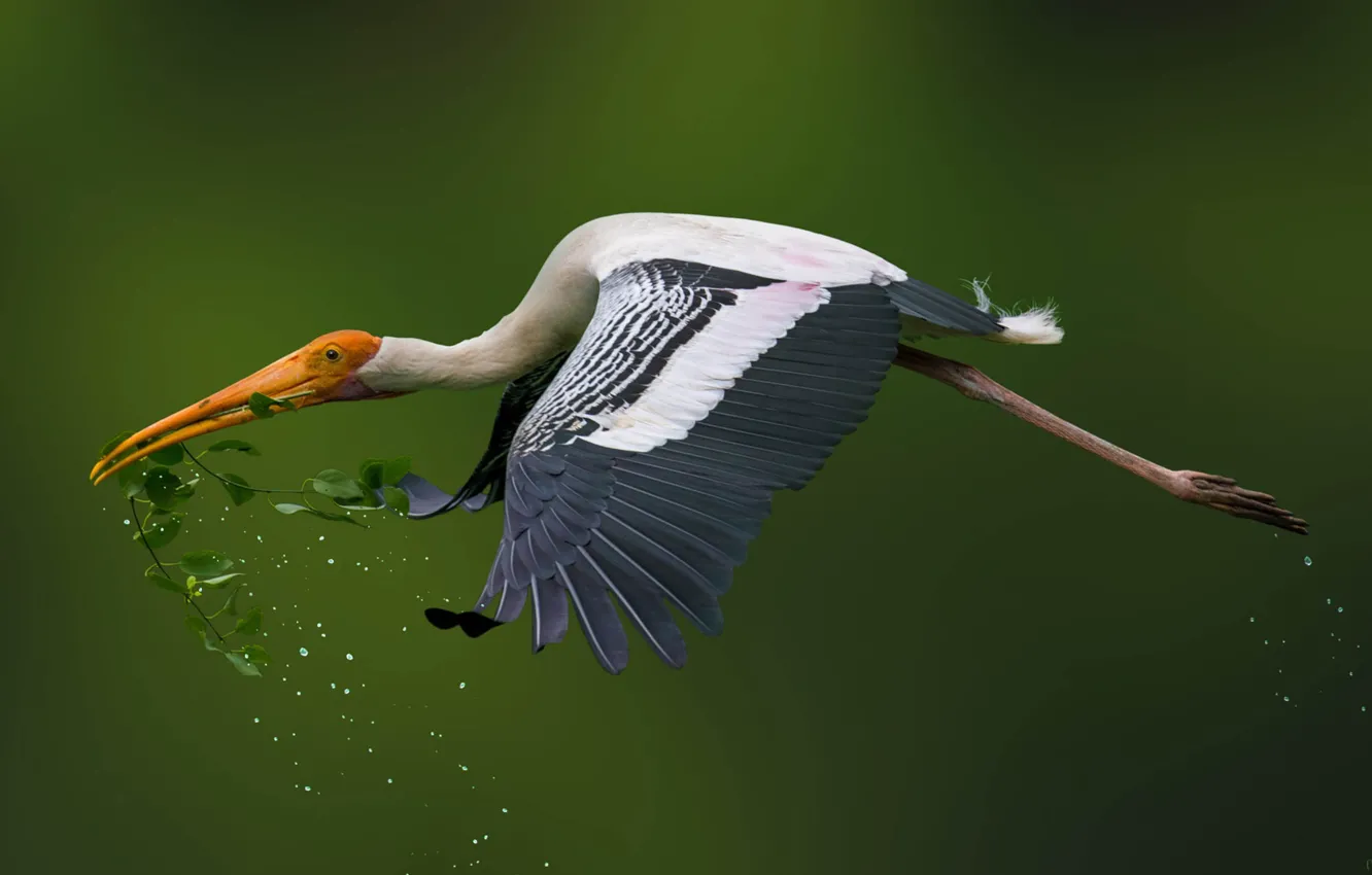 Photo wallpaper drops, flight, bird, wings, beak, tail