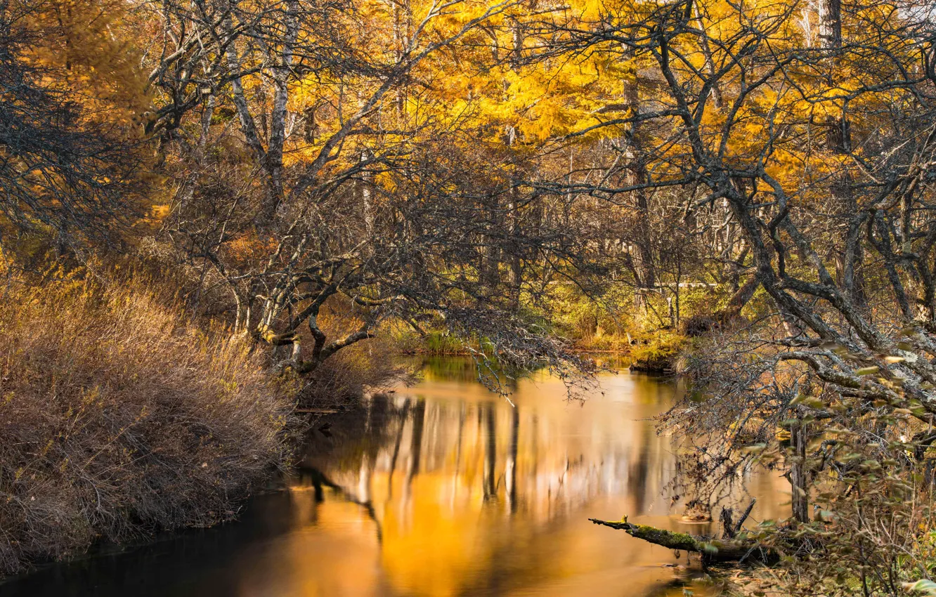 Photo wallpaper river, autumn, woodland