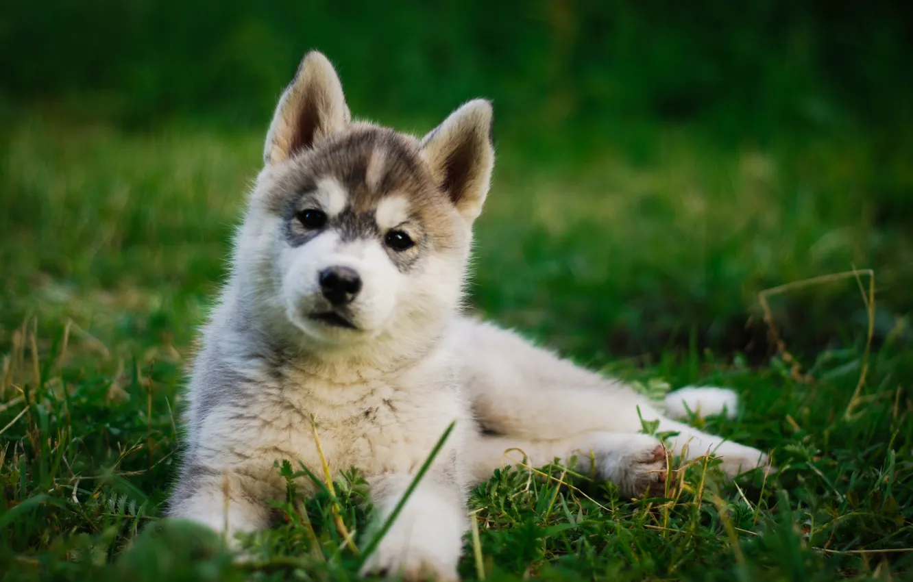 Photo wallpaper grass, puppy, husky