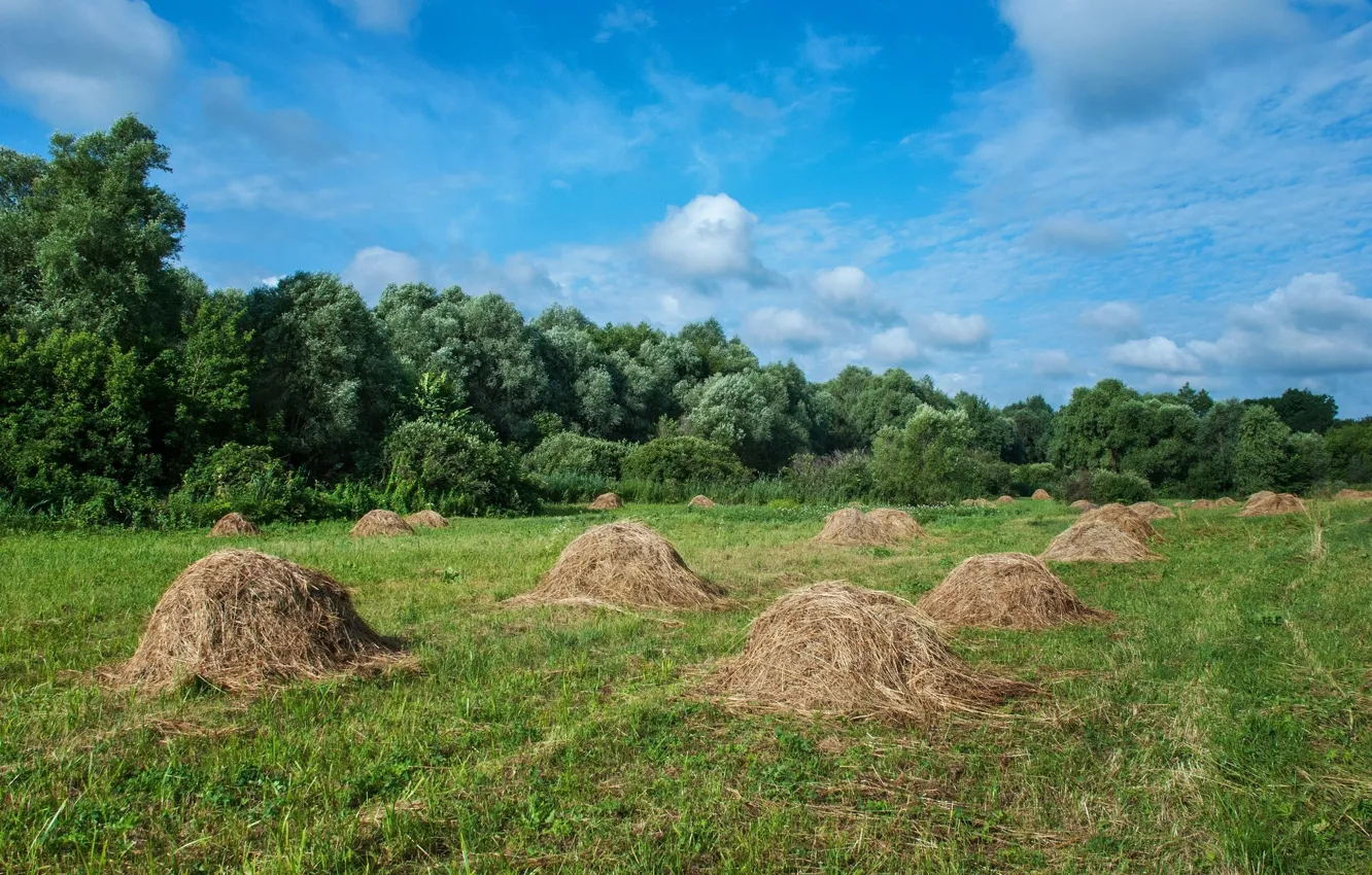 Photo wallpaper field, hay, a handful