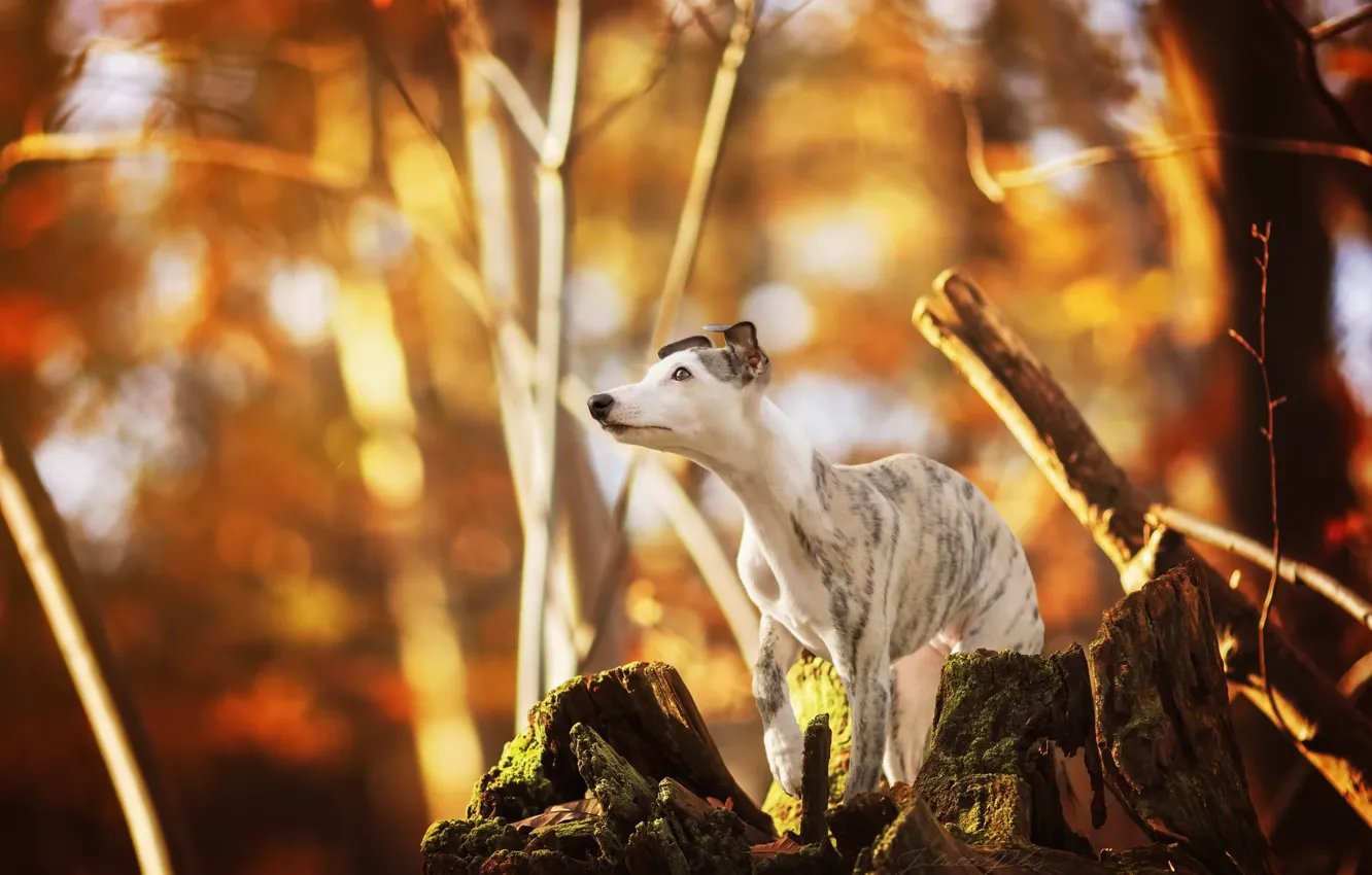 Photo wallpaper autumn, each, dog