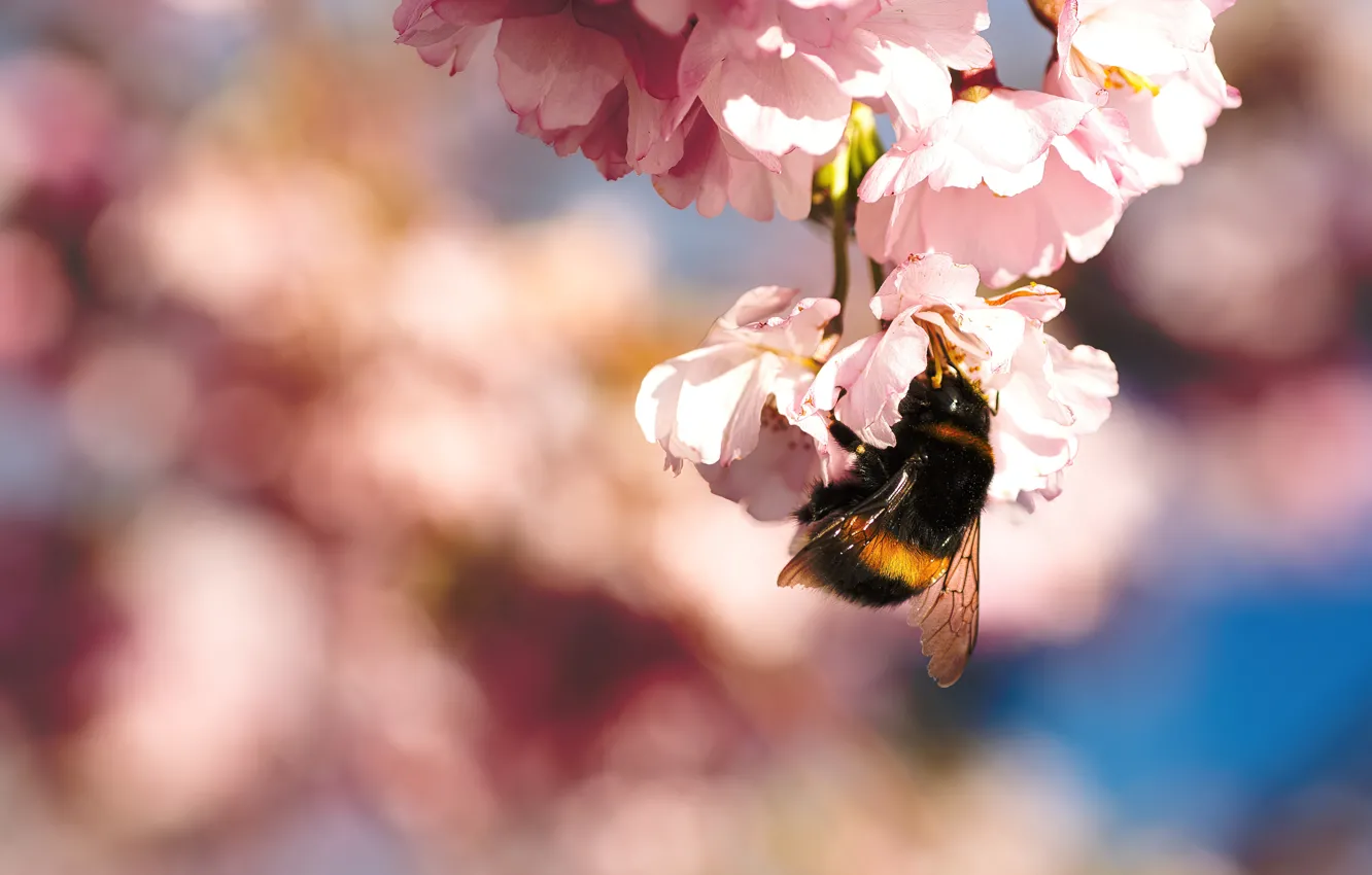 Photo wallpaper macro, flowers, bee, spring, bumblebee, flowering