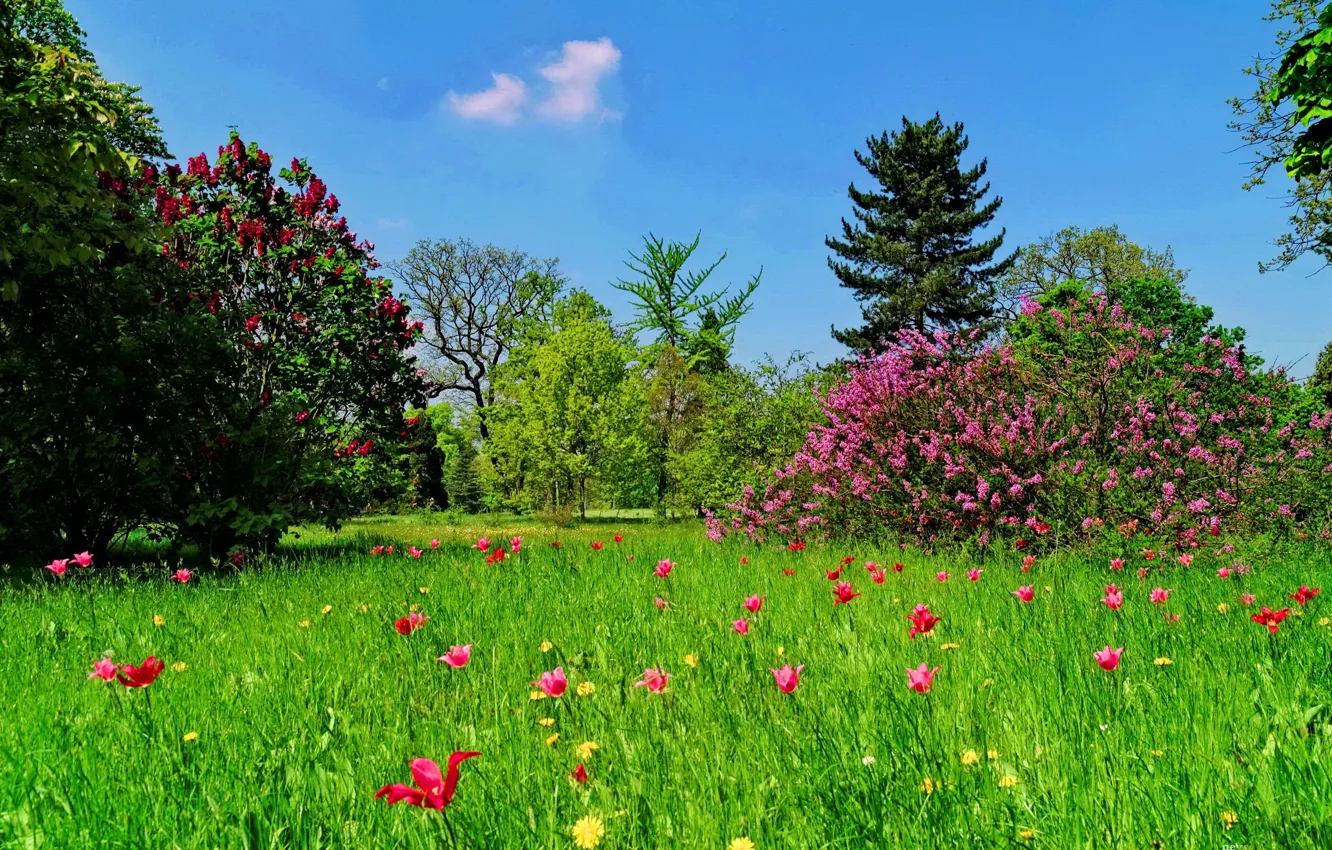 Photo wallpaper GRASS, The SKY, GREENS, FLOWERS, TREES, BEAUTY, GREEN, LAWN