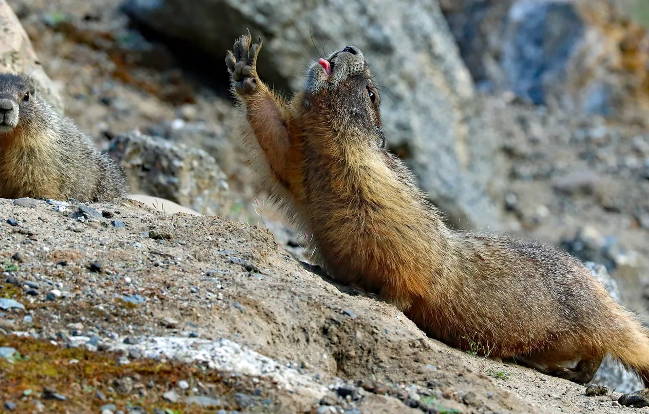 Photo wallpaper potyagushki, marmot, Yellow-bellied marmot