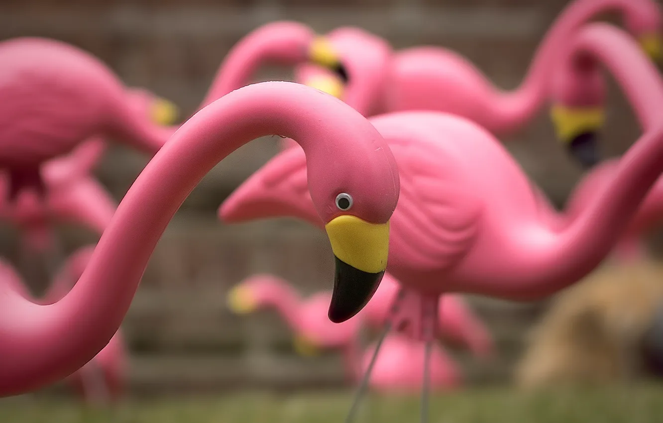 Photo wallpaper toys, Flamingo, A Flock of Pink Flamingos