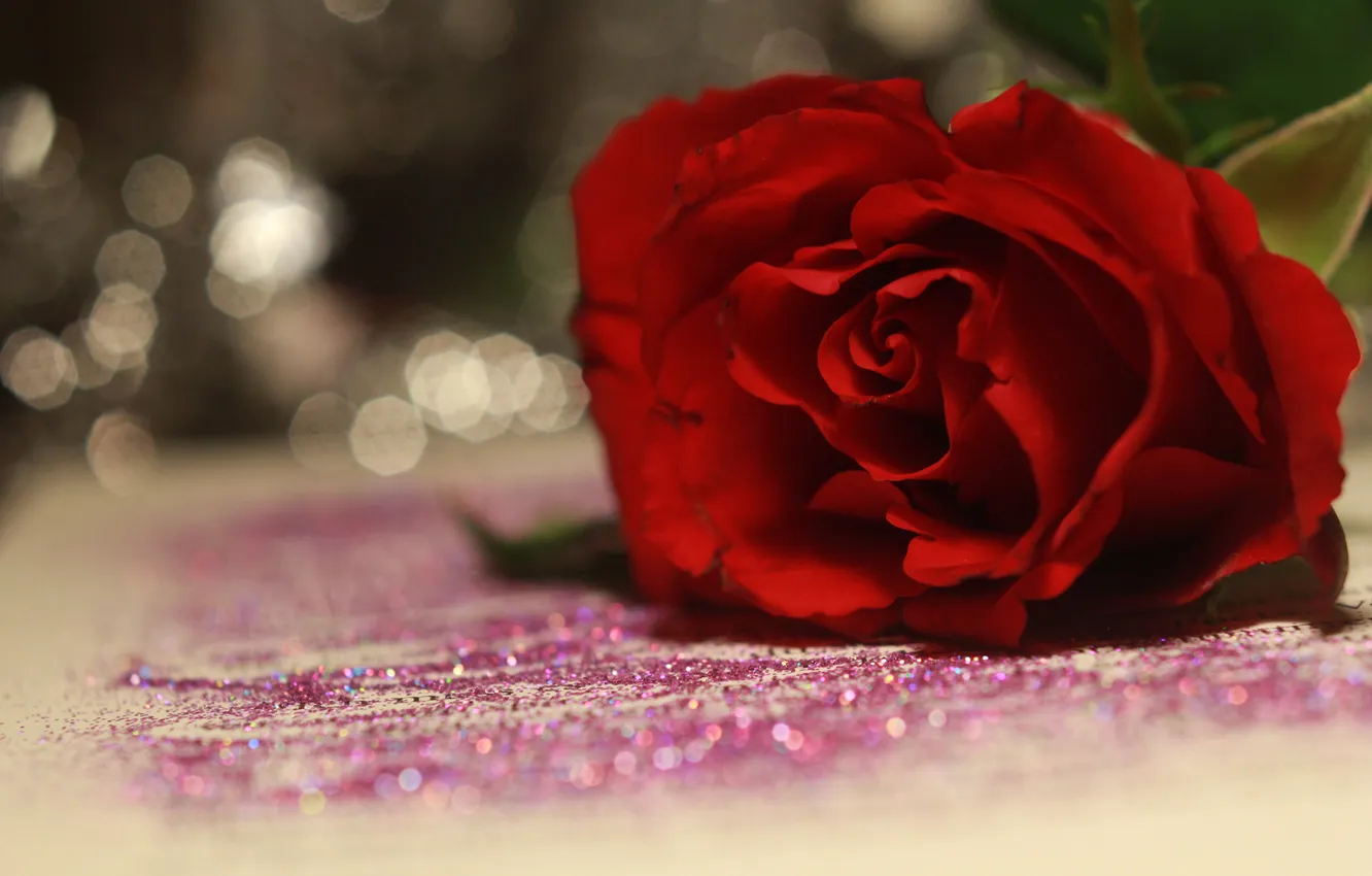 Photo wallpaper flower, surface, Shine, rose, red