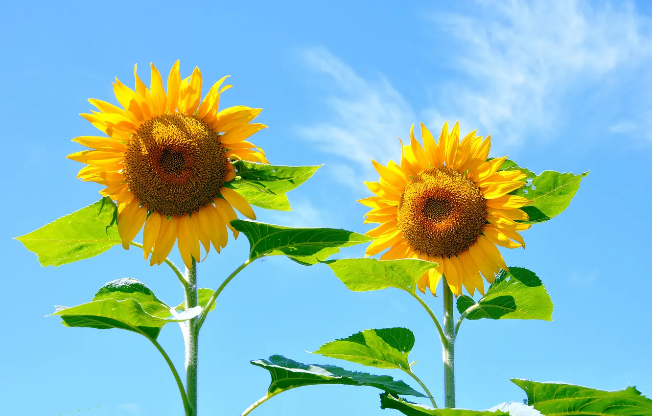 Photo wallpaper the sky, leaves, sunflowers, nature, petals