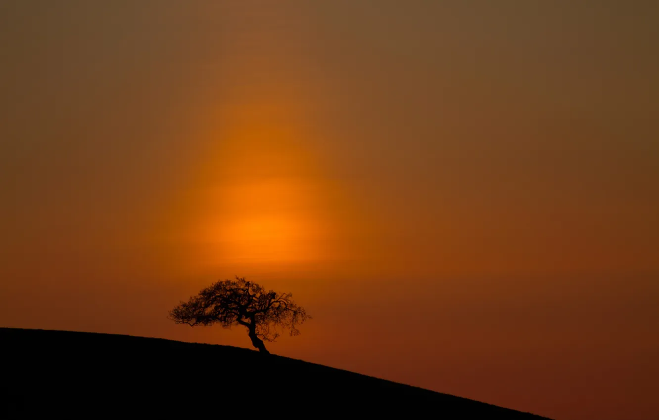 Photo wallpaper sea, the sky, trees, slope, glow