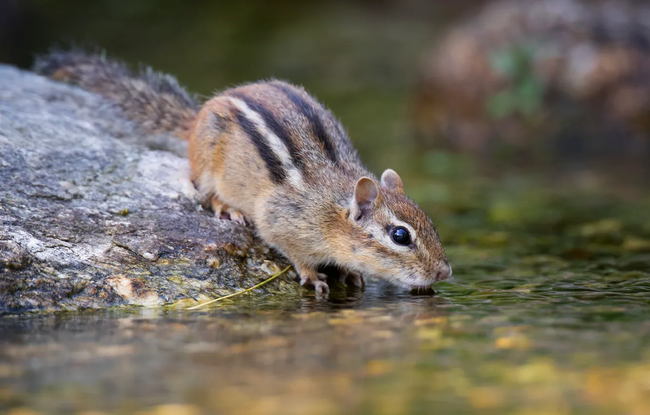 Photo wallpaper nature, pose, Chipmunk, drink