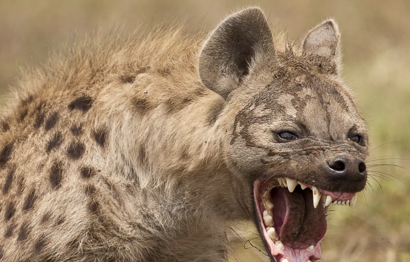 Photo wallpaper animal, Hyena, animal themes, animals in the wild, animal wildlife