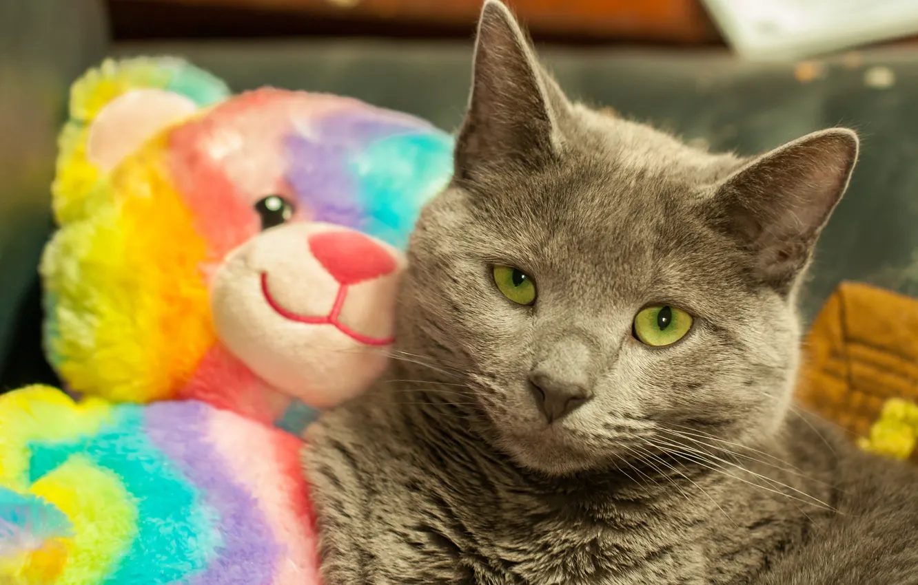 Photo wallpaper look, toy, Koshak, Tomcat