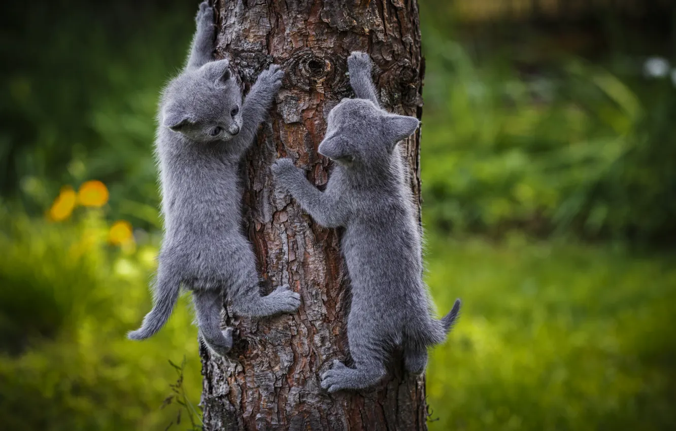 Photo wallpaper grey, tree, kittens