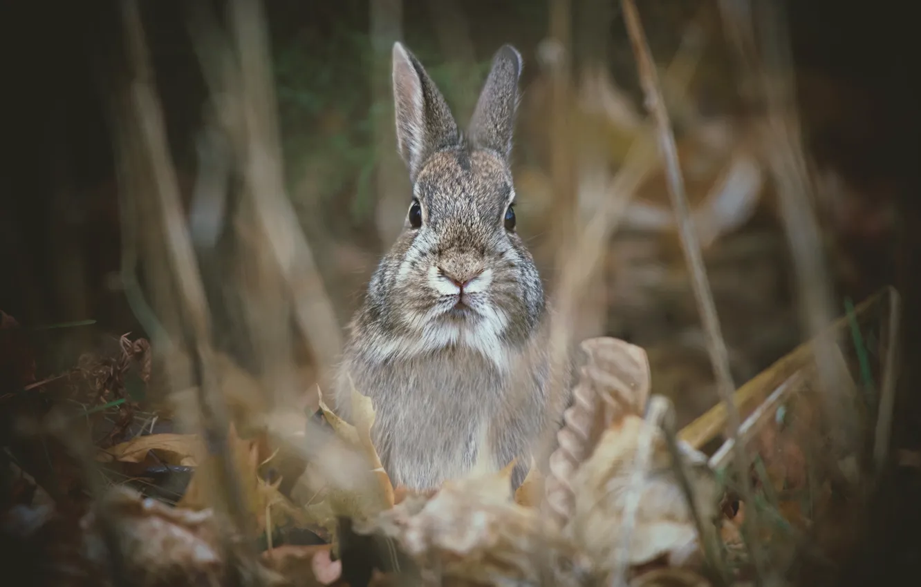 Photo wallpaper grass, look, rabbit, face