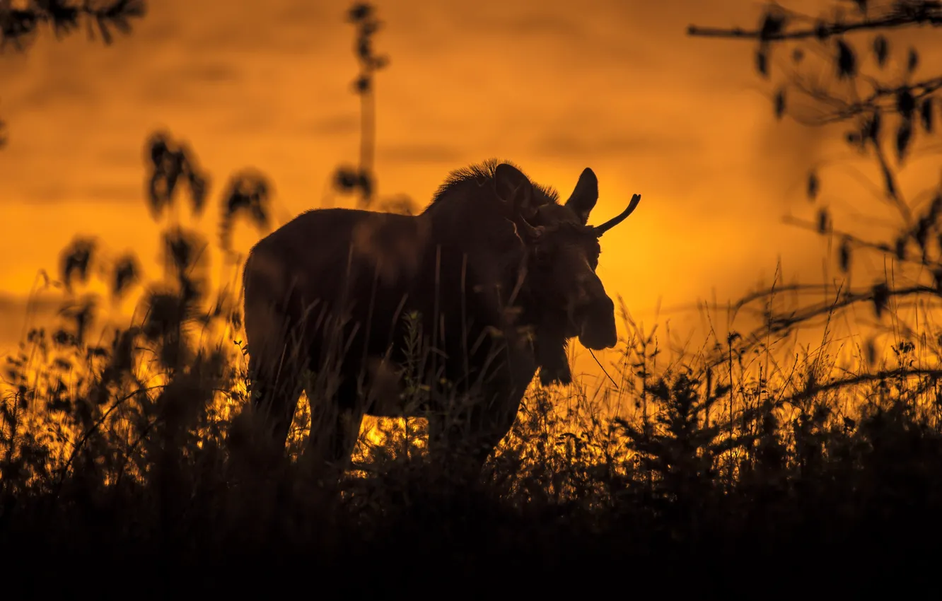 Photo wallpaper sunset, silhouette, moose