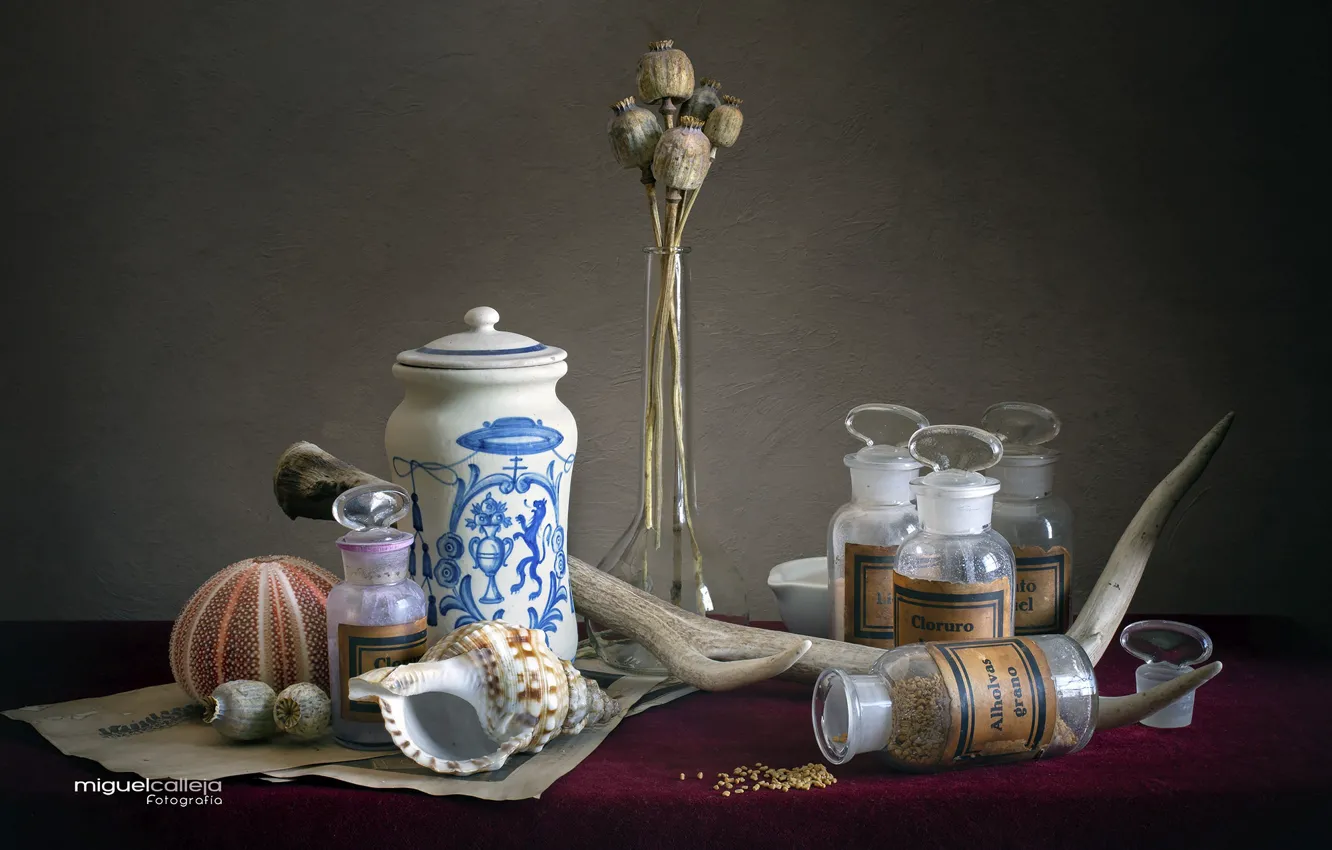 Photo wallpaper Mac, bottle, horns, shell, still life