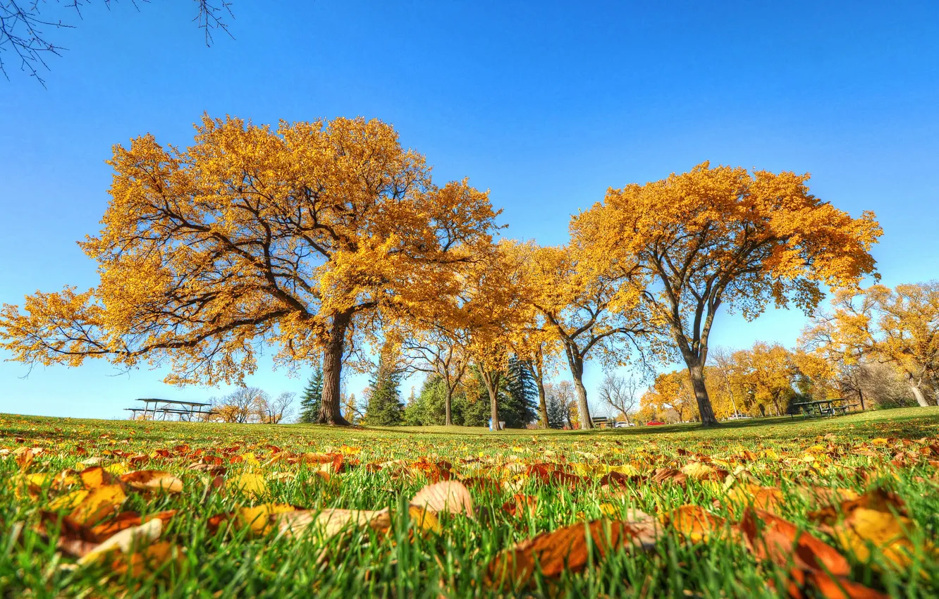 Photo wallpaper autumn, the sky, grass, trees, Park, table, bench