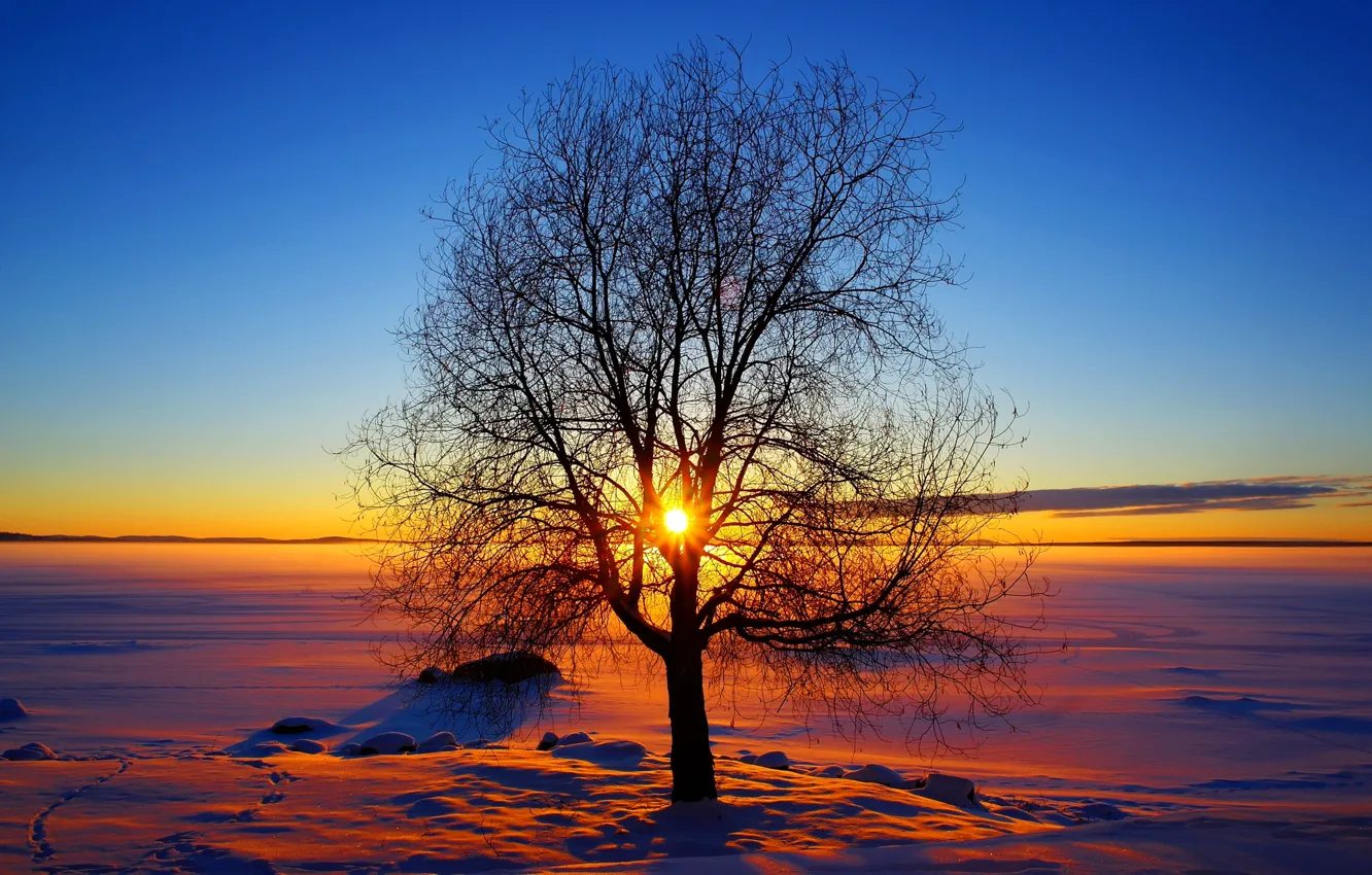 Photo wallpaper winter, the sky, the sun, snow, sunset, tree