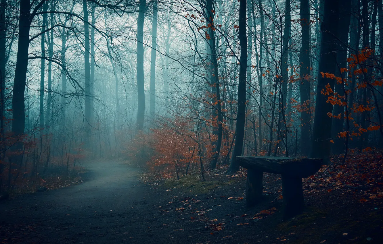 Photo wallpaper road, autumn, fog, Park, bench