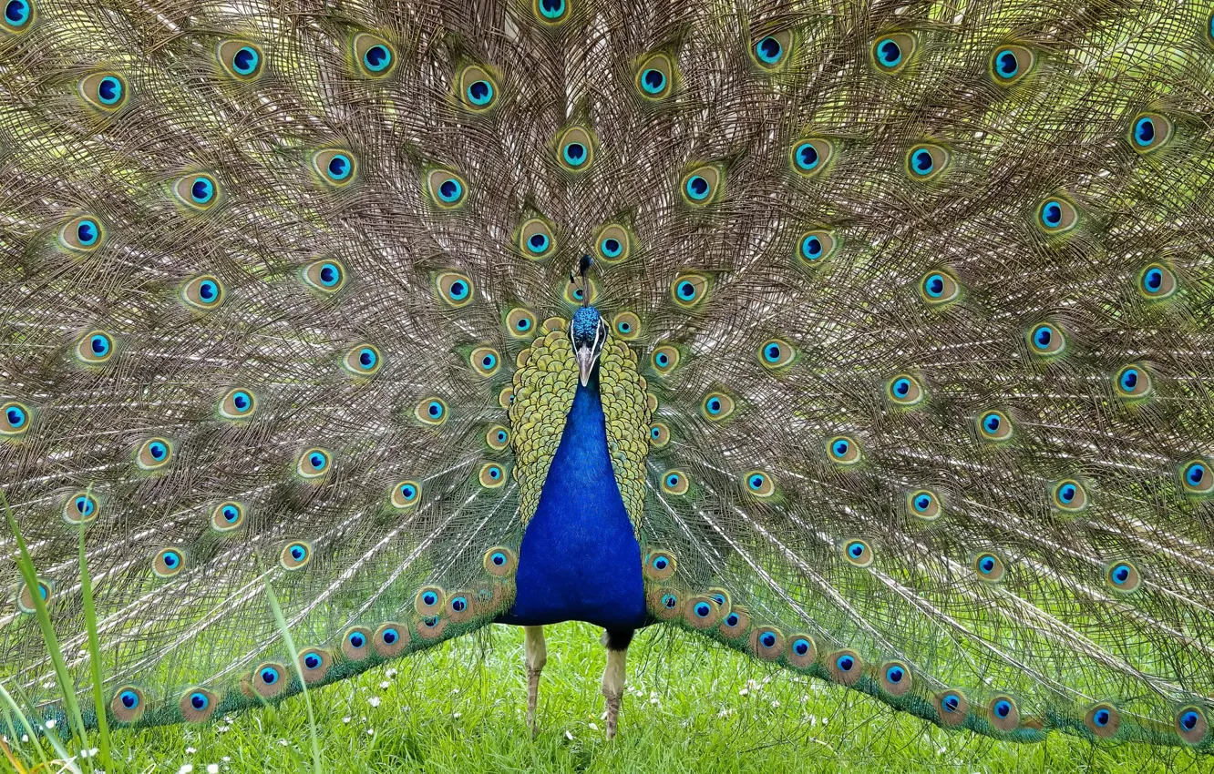 Photo wallpaper bird, feathers, tail, Peacock