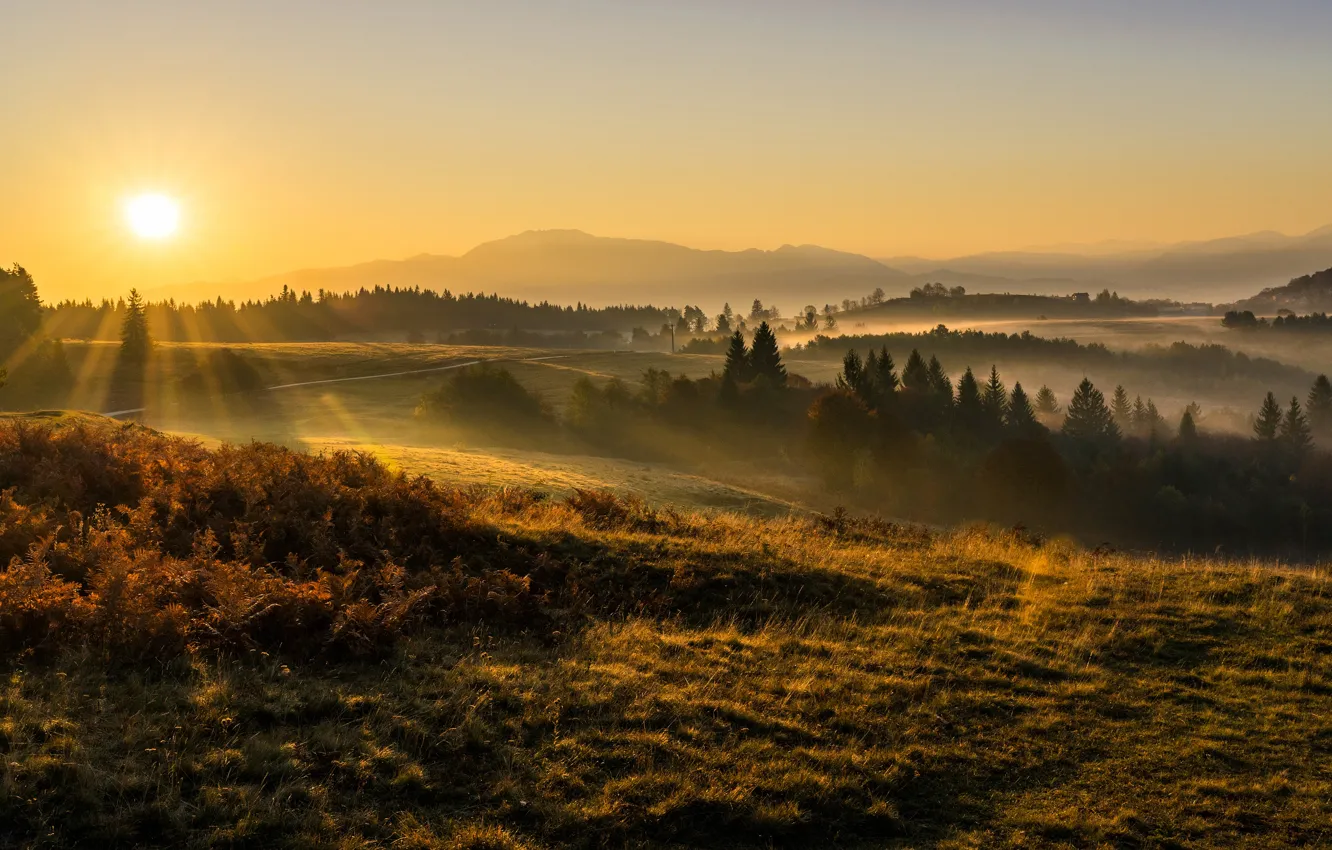 Photo wallpaper field, autumn, forest, grass, the sun, rays, light, landscape