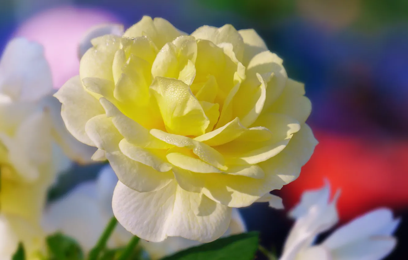 Photo wallpaper macro, flowers, yellow, roses