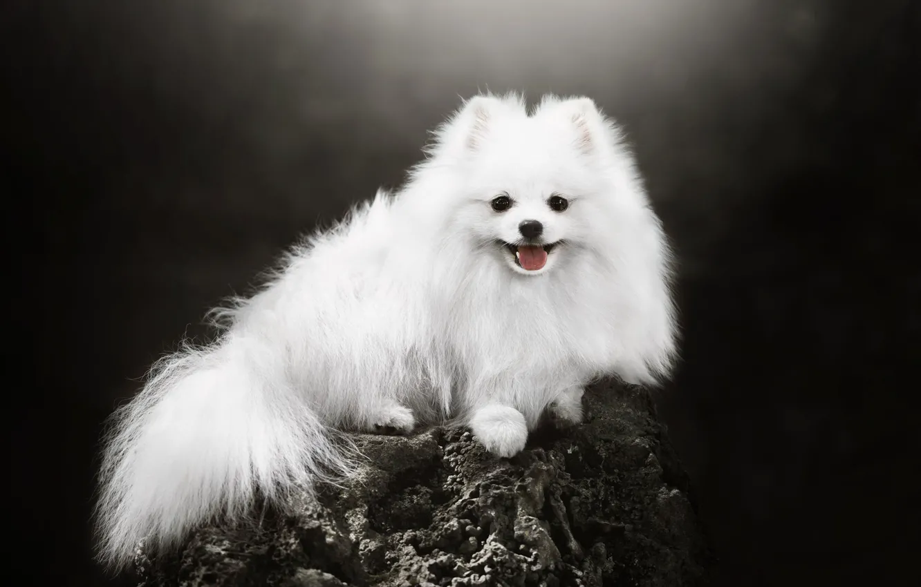 Photo wallpaper white, dog, Spitz