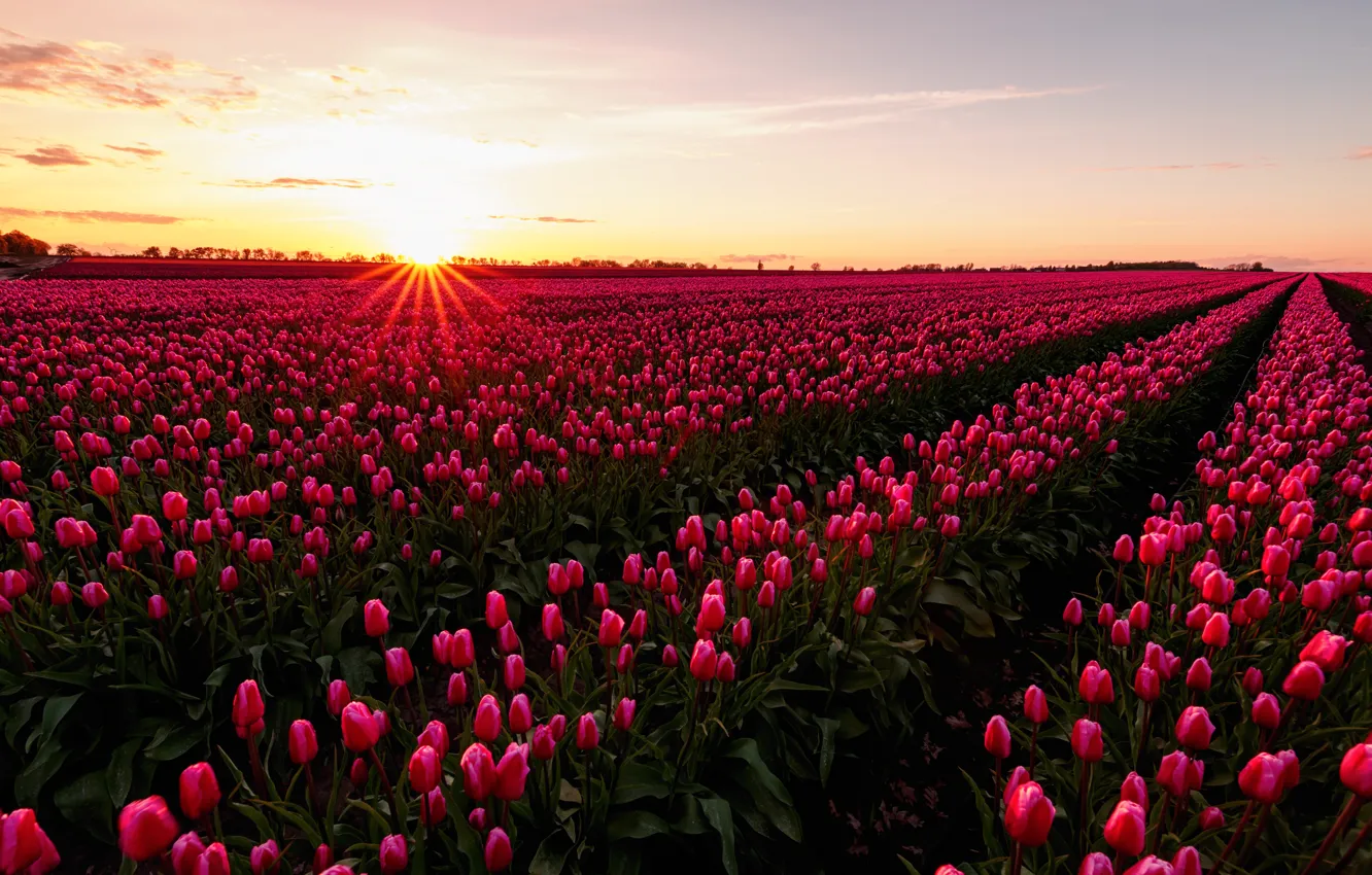 Photo wallpaper field, the sky, the sun, rays, light, sunset, flowers, dawn