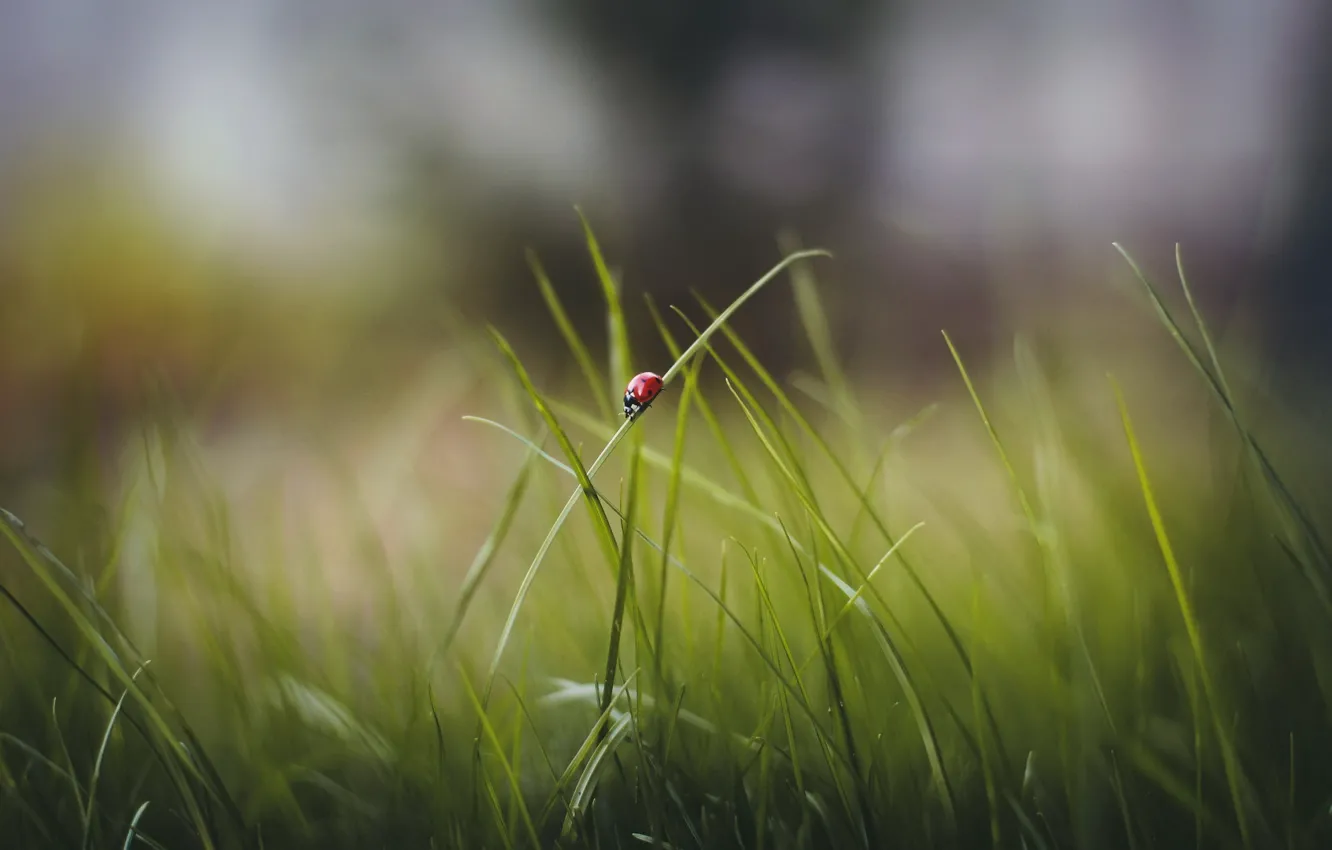 Photo wallpaper grass, leaves, ladybug