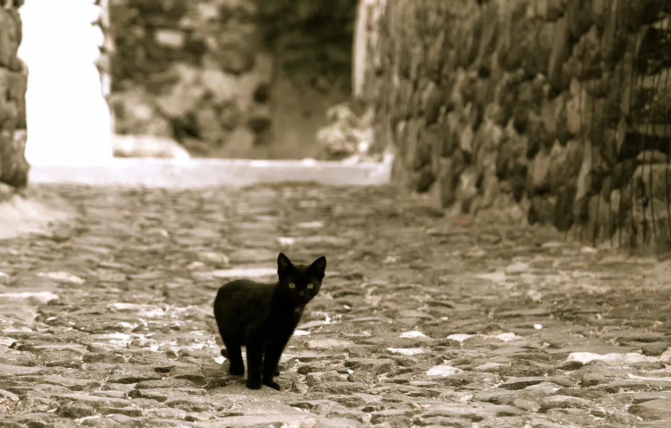 Photo wallpaper kitty, street, black, looks