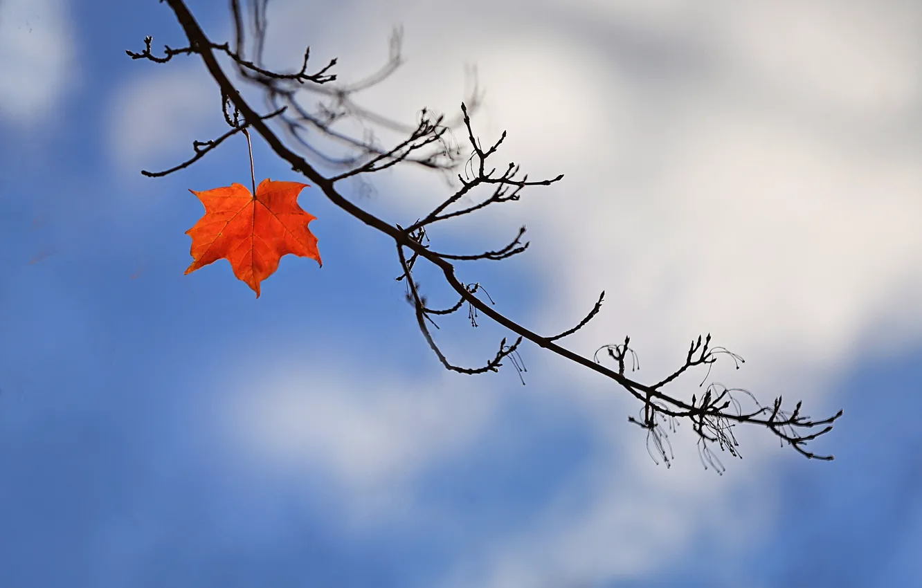 Photo wallpaper autumn, sheet, branch