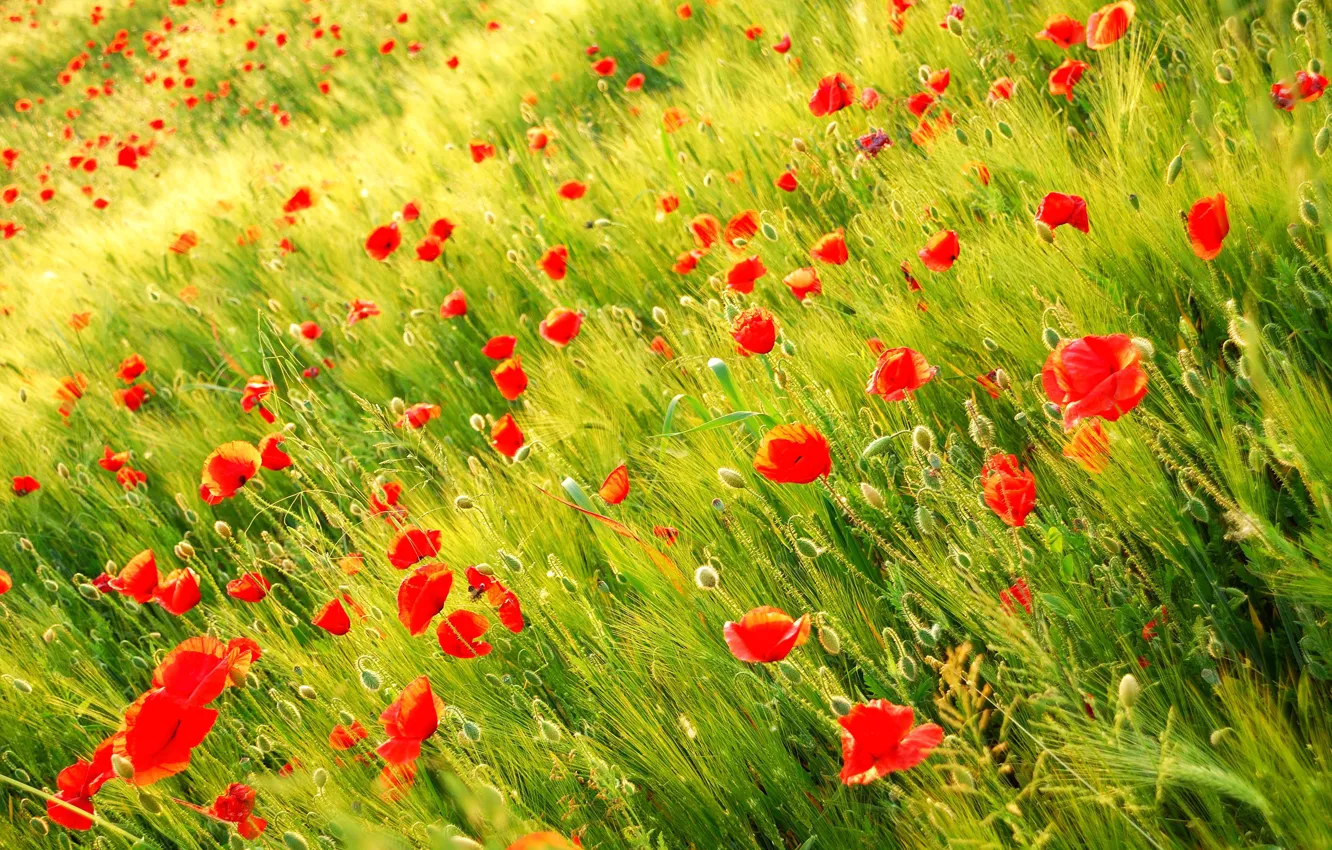 Photo wallpaper field, nature, plants, Maki, red, Wild poppy